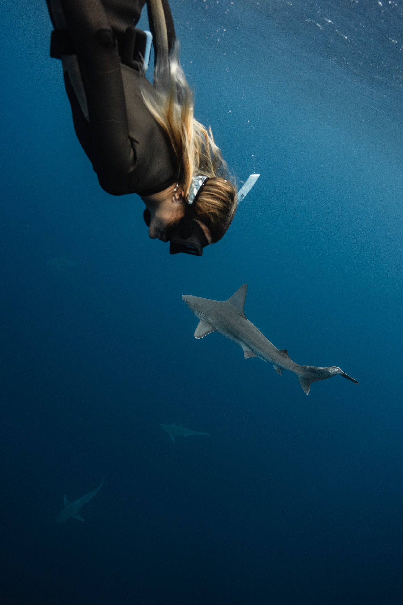 Cage-free shark diving Hawaii