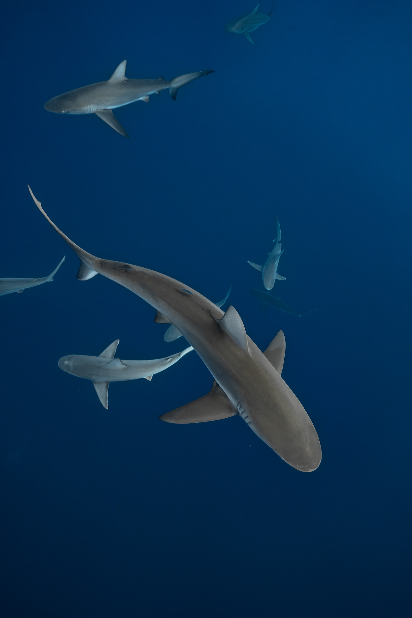 Cage-free shark diving