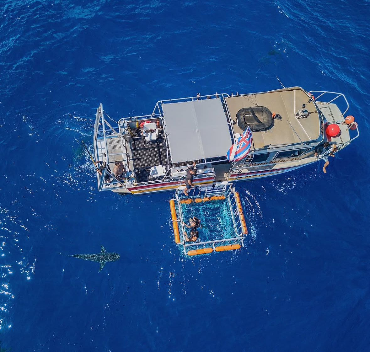 Shark cage diving Hawaii
