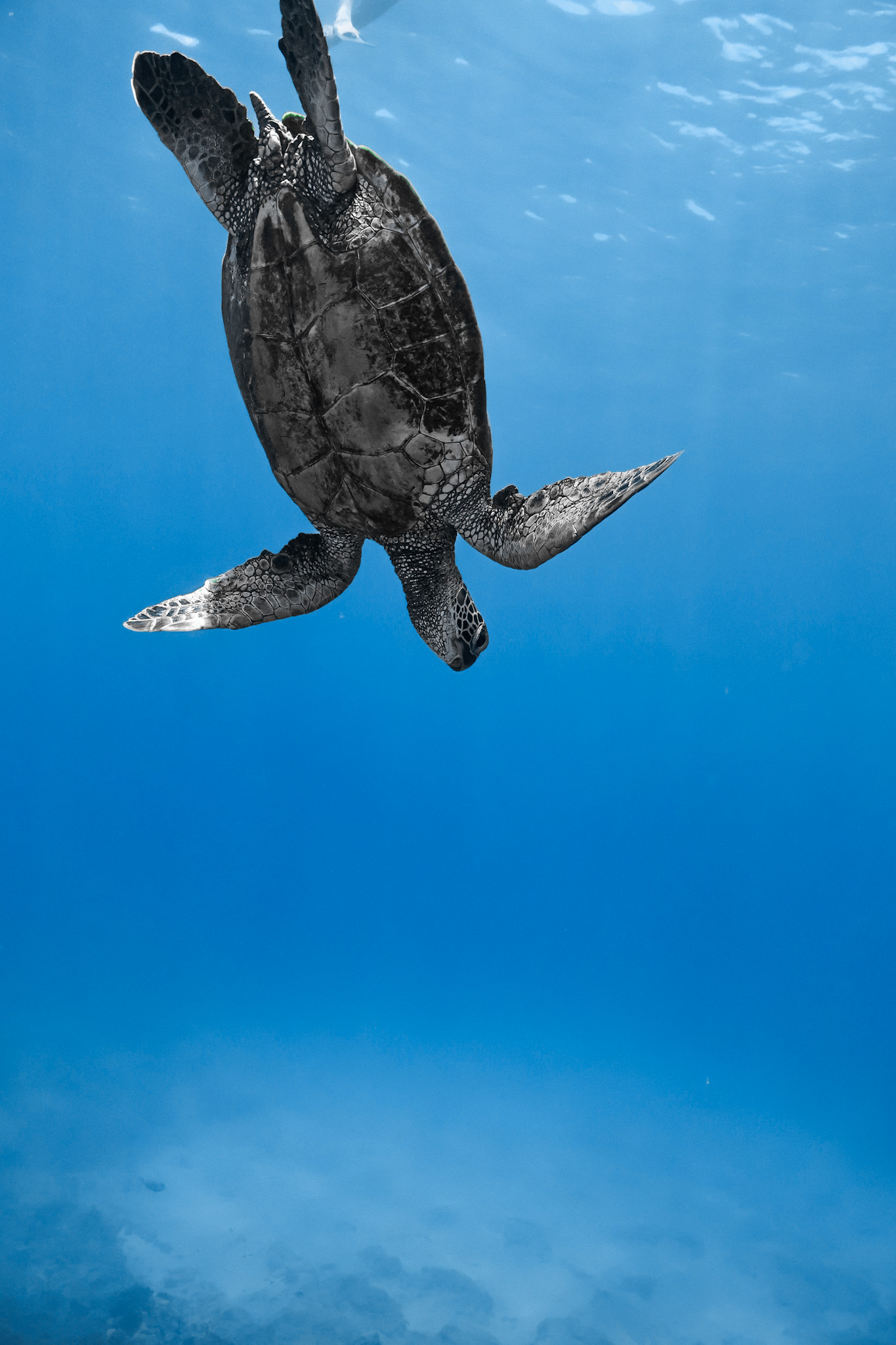 Turtle canyon snorkeling